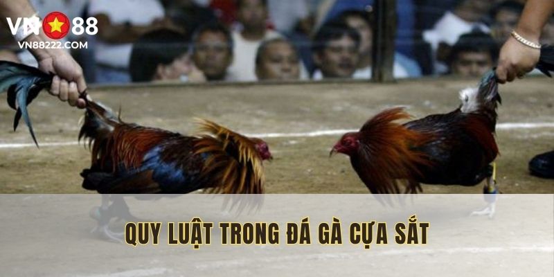 Quy định đá gà cựa sắt chuẩn quốc tế