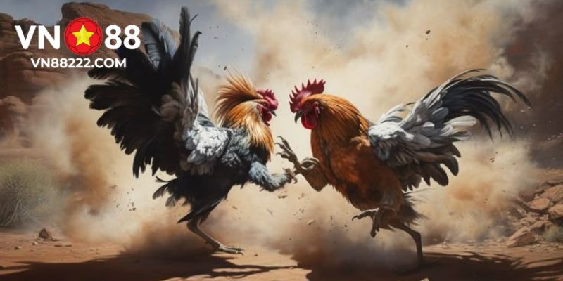 Đá gà VN88 – Đắm chìm trong cuộc đua quyết liệt